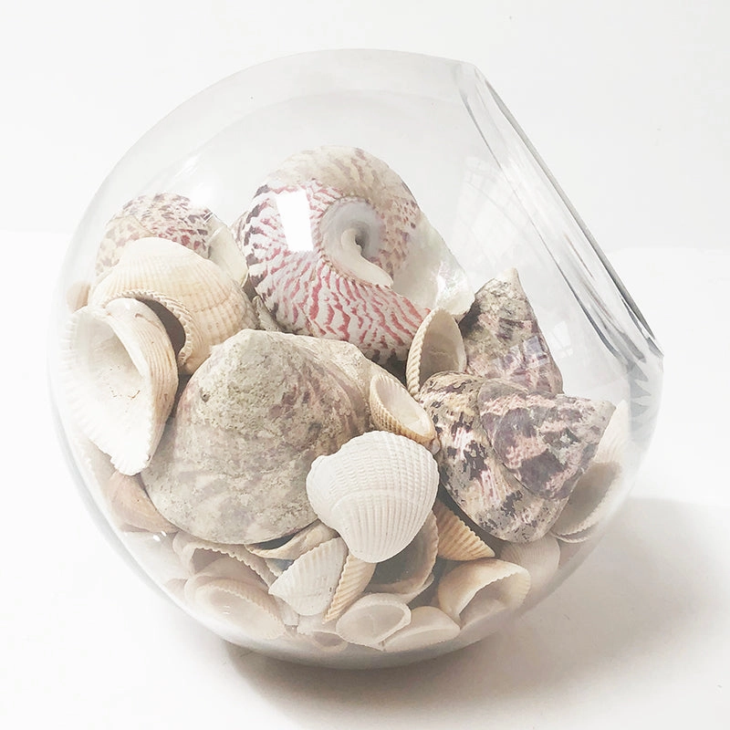 Shell Bowl