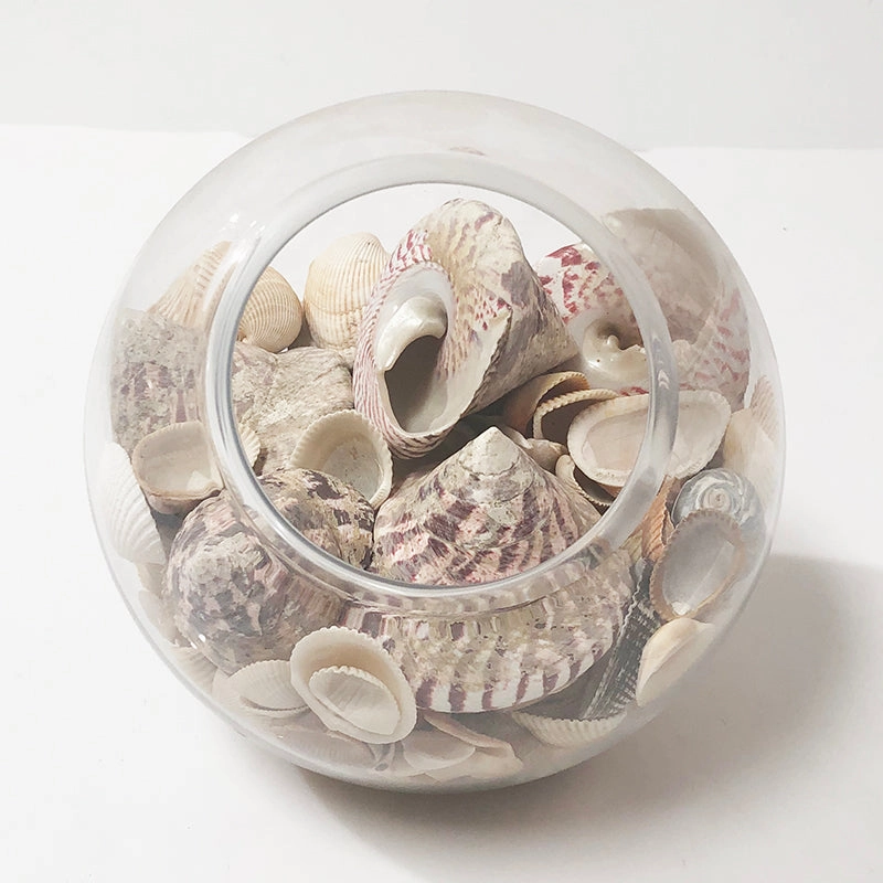 Shell Bowl