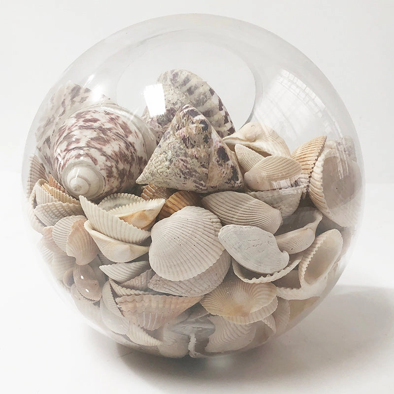 Shell Bowl