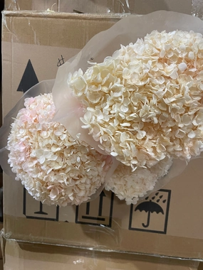 Single stem preserved Anna Hydrangea Champagne realistic flower bouquet  