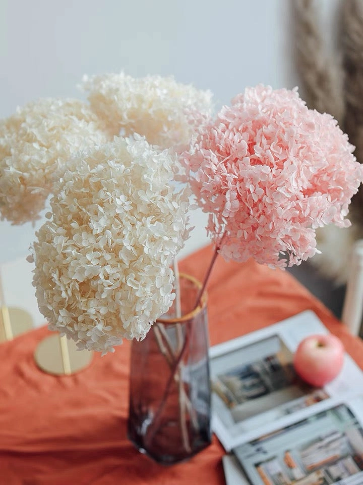 Single stem preserved Anna Hydrangea white/Cream