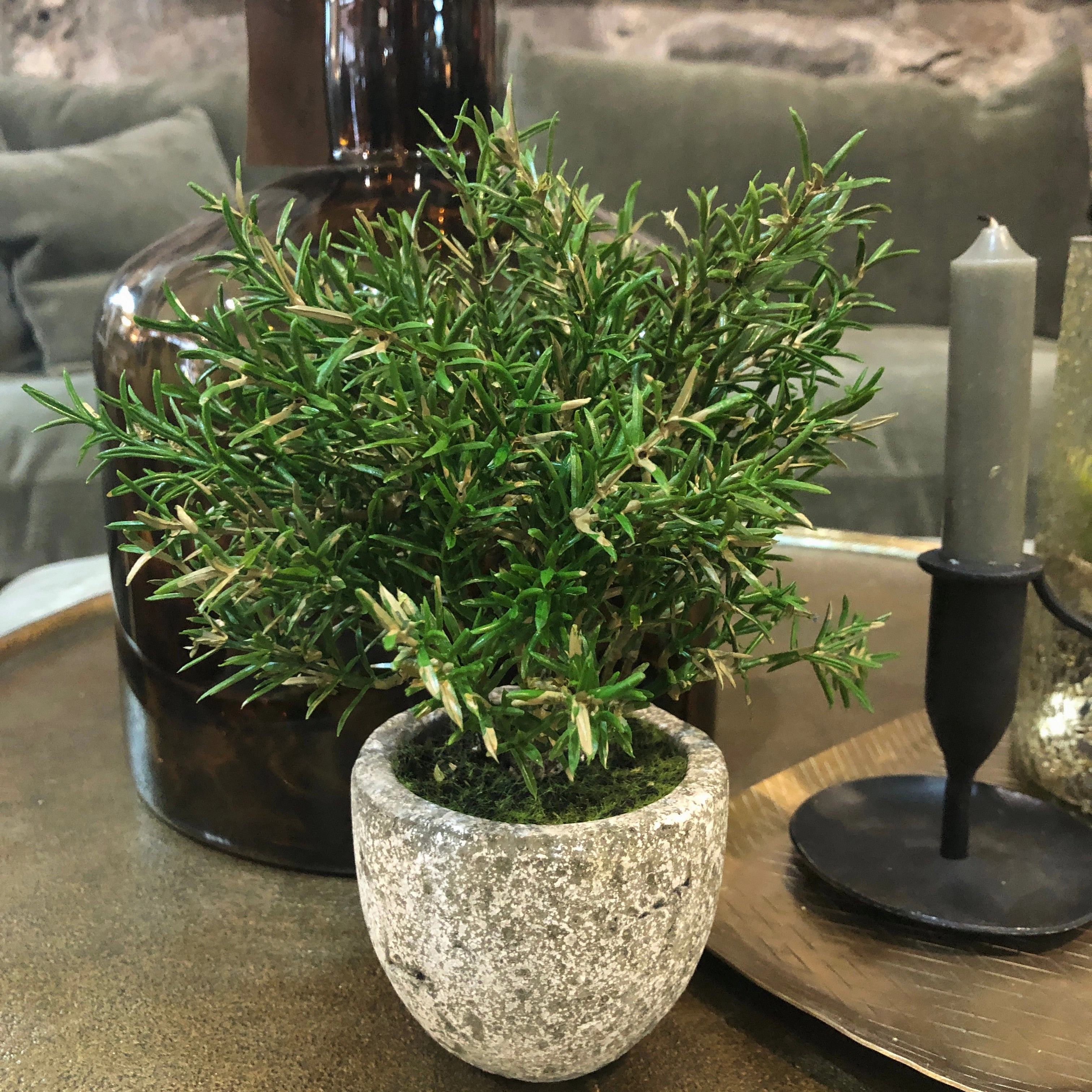 Small Rosemary Bush in Clay Pot 21cm