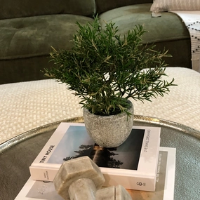 Small Rosemary Bush in Clay Pot 21cm,dried artificial flower