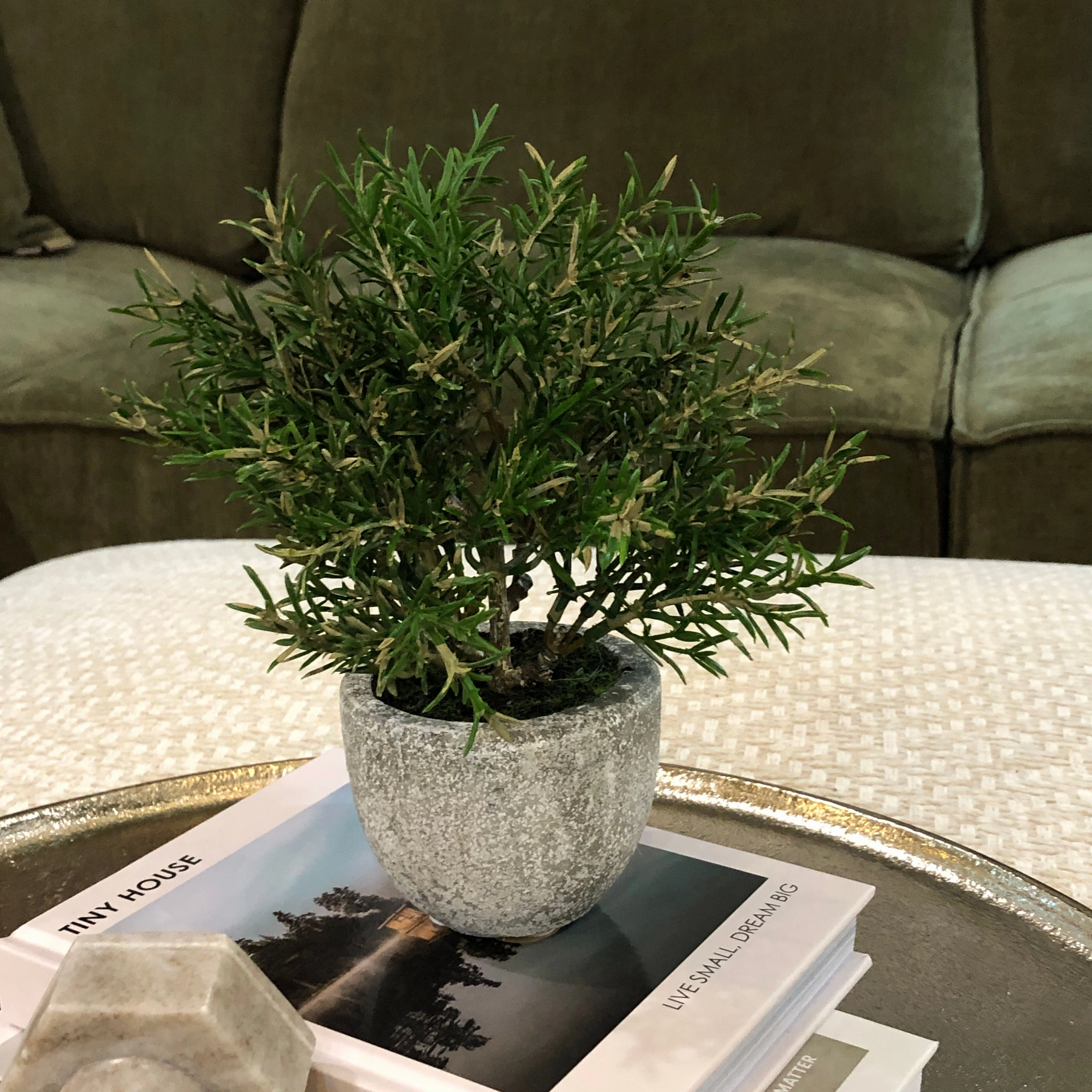 Small Rosemary Bush in Clay Pot 21cm