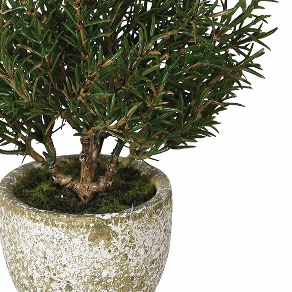 Small Rosemary Bush in Clay Pot 21cm