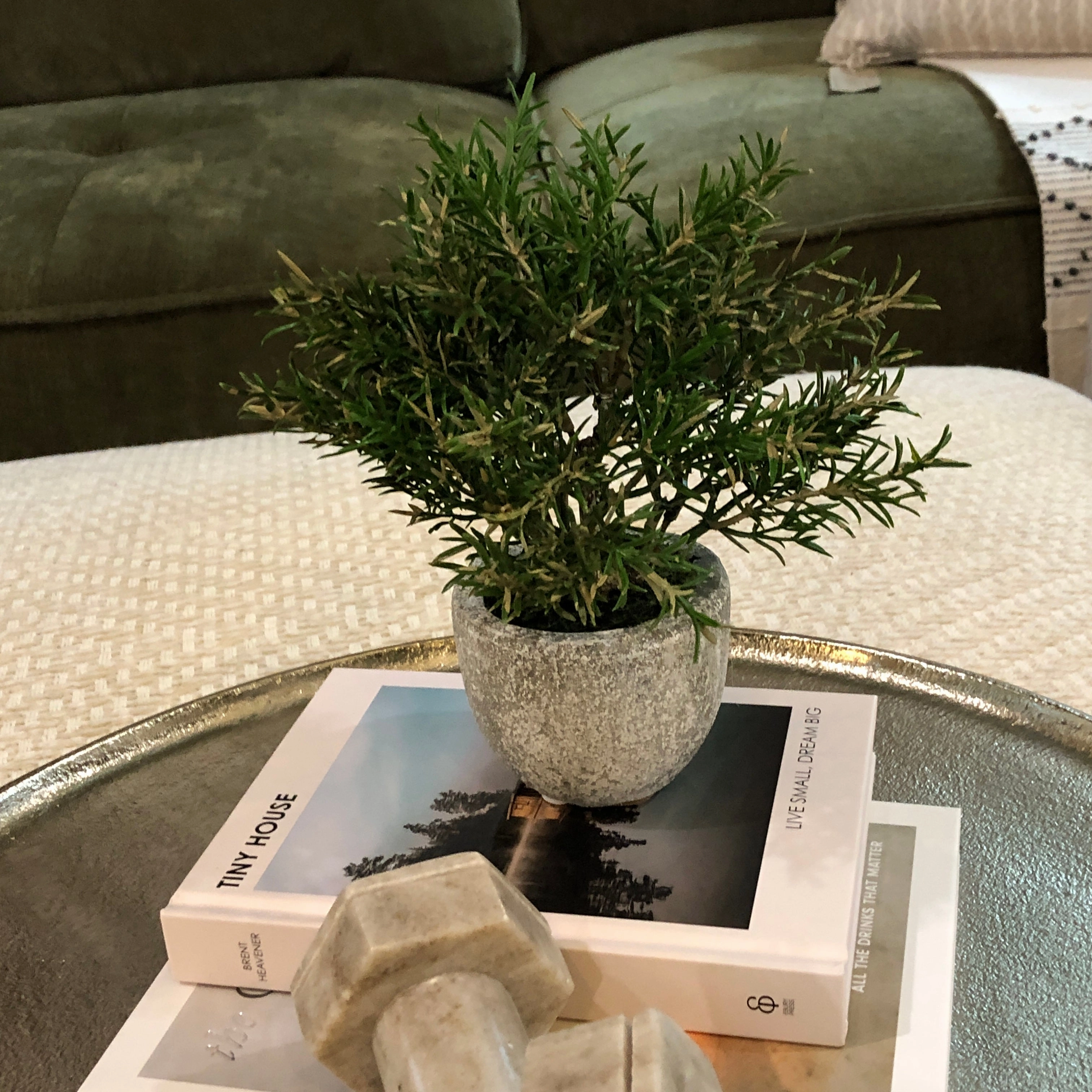 Small Rosemary Bush in Clay Pot 21cm,dried artificial flower