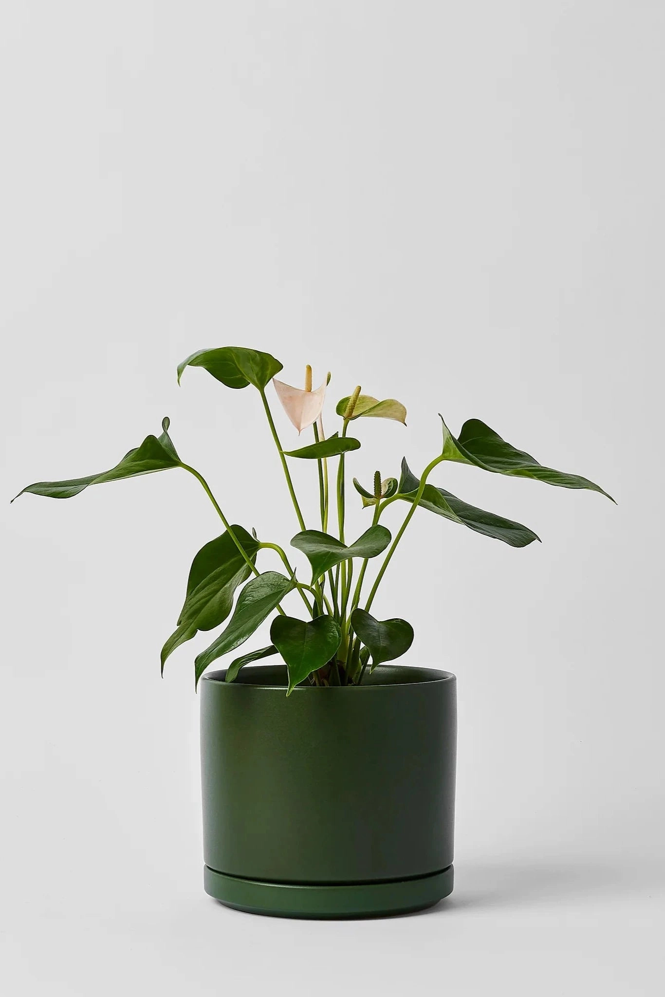 Solid Goods 6" Cylinder w/ Saucer Forest Green