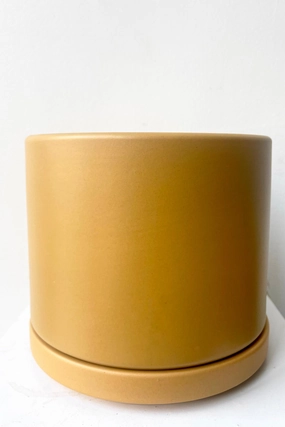 Solid Goods 6" Cylinder w/ Saucer Mustard,indoor flower container