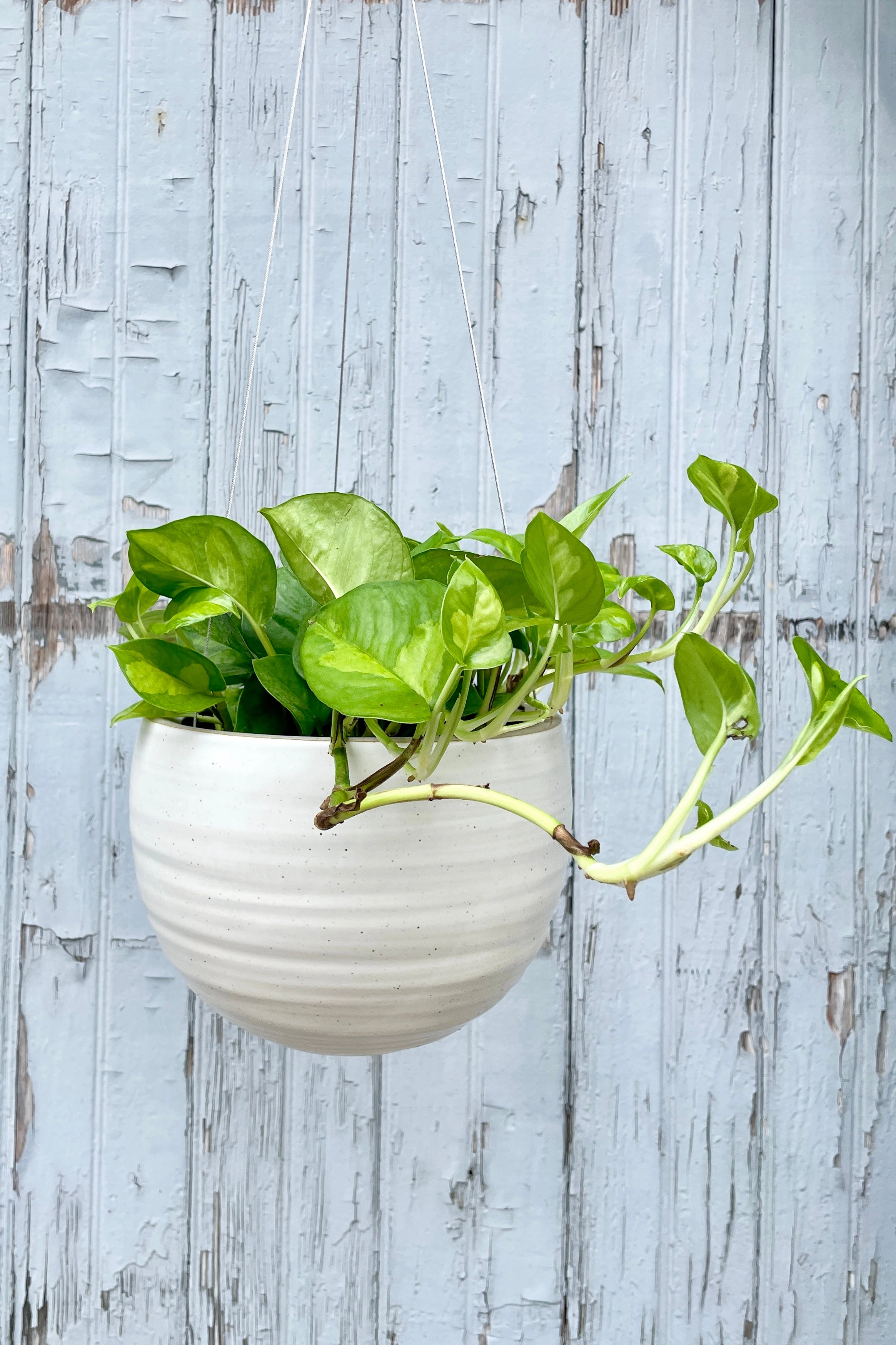 Spherical Hanging Planter Creamy White Speckle