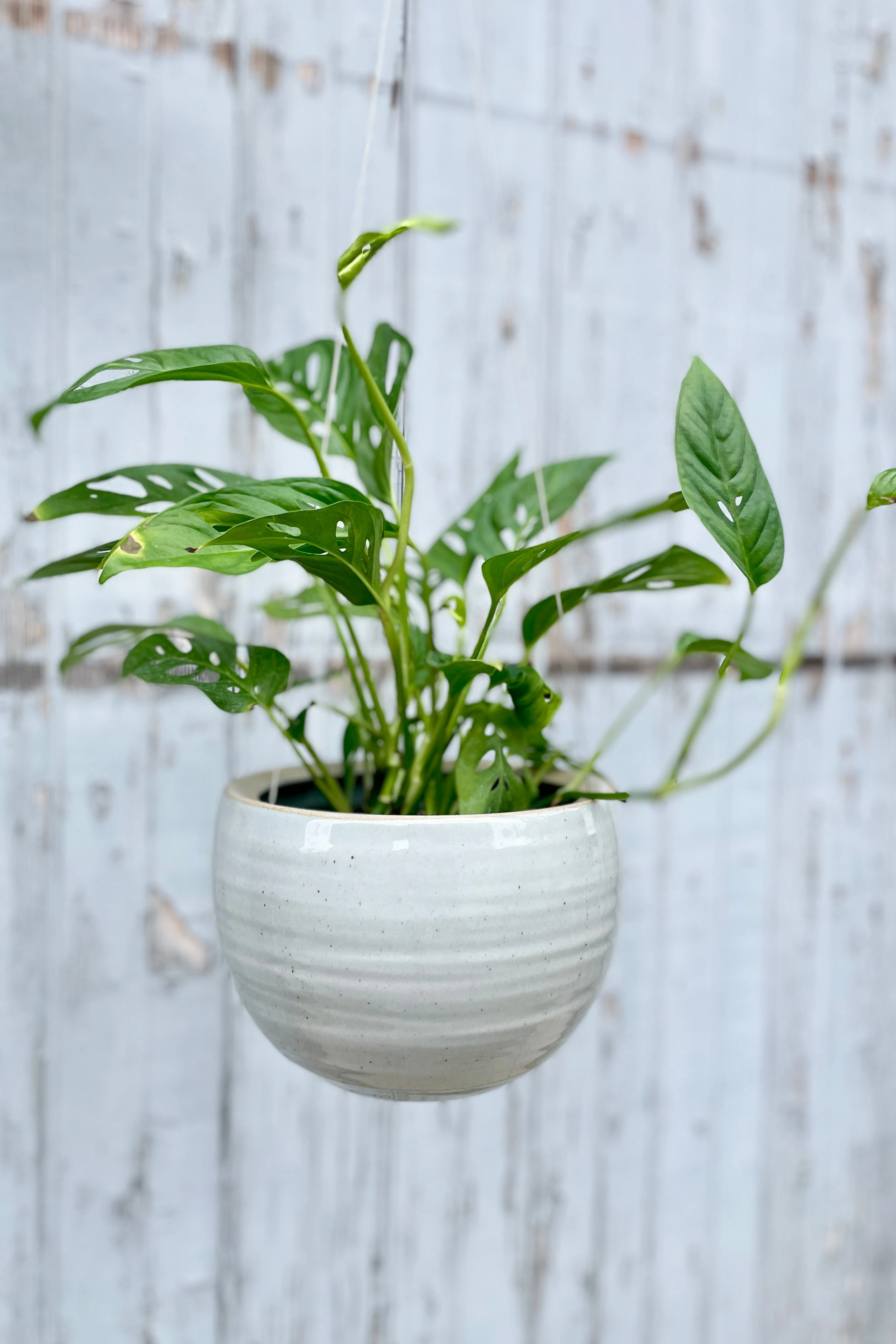 Spherical Hanging Planter Grey Crackle