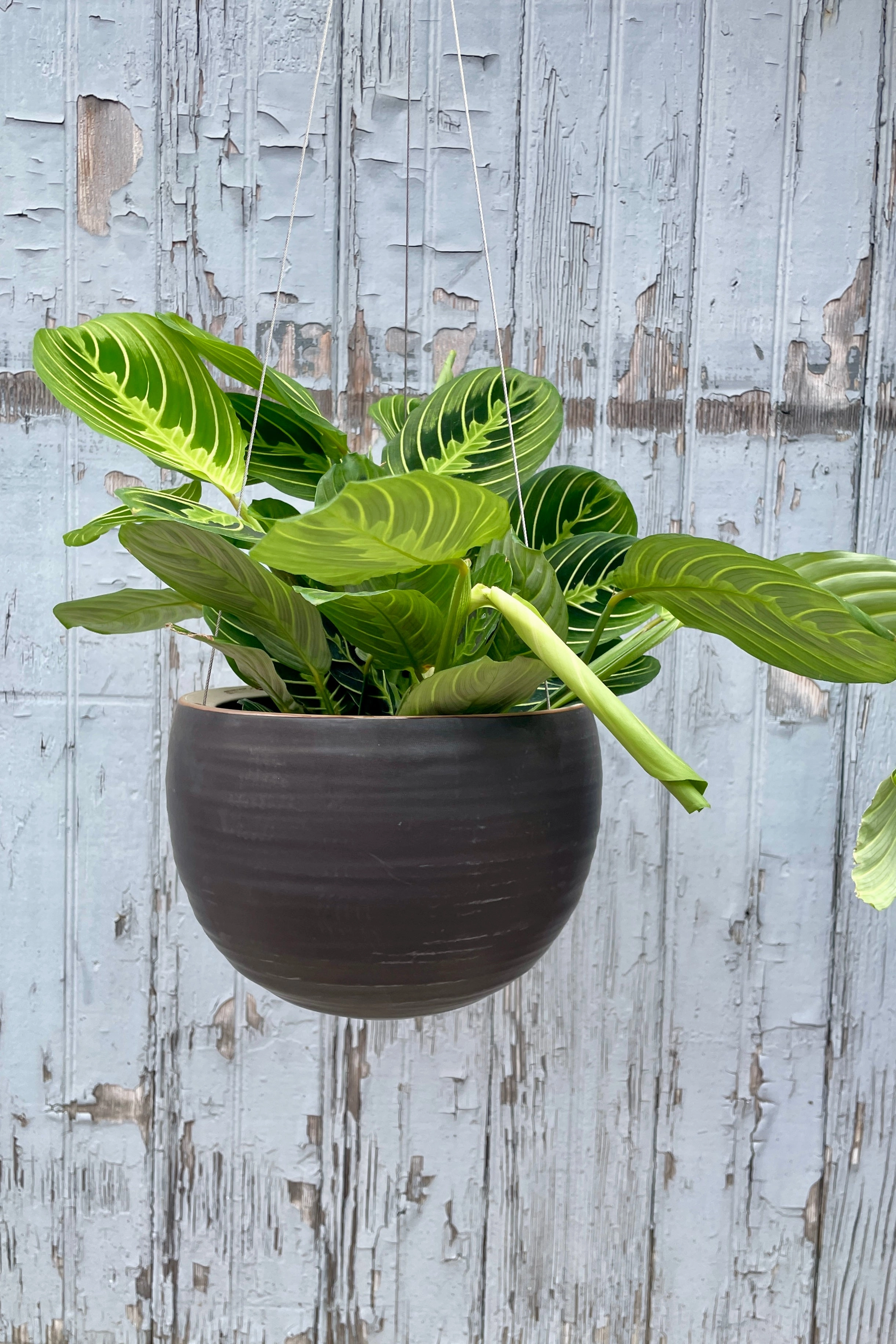 Spherical Hanging Planter Matte Black