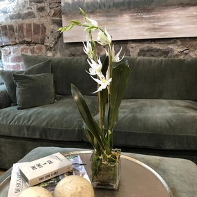 Spider Orchid with Moss in Glass Pot 49cm,dried artificial flower