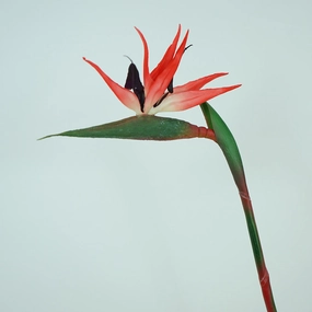 Strelitzia Bird of Paradise Artificial Silk Flower Stem Red STRELITZIA001,dried artificial flower