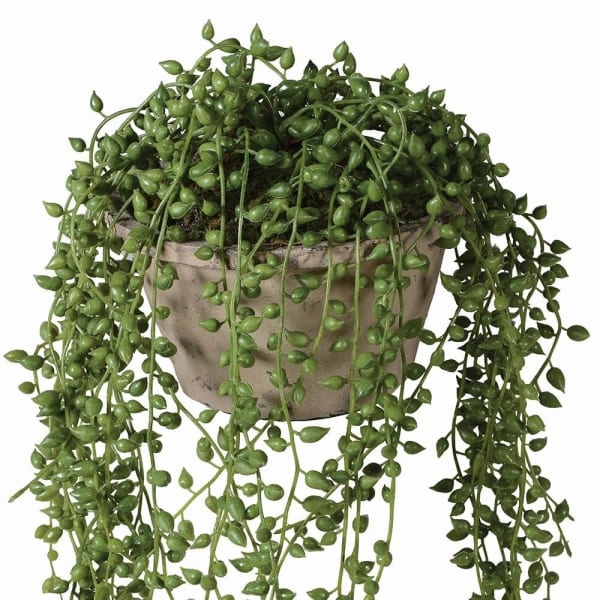 String of Pearl in Cement Pot 60cm