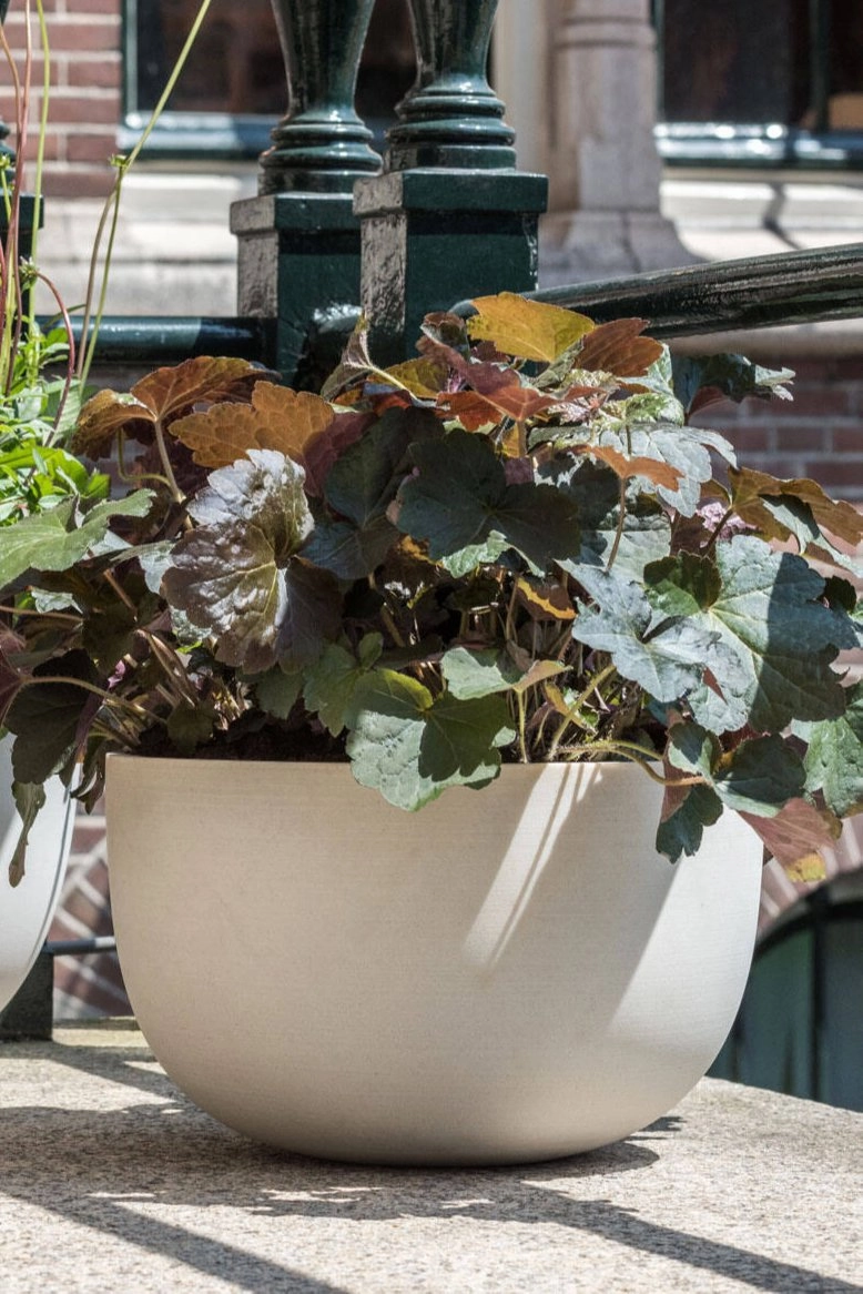Sunny Bowl Natural White Medium