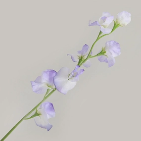 Sweet pea Artificial Silk Flower 62cm Purple SWEETPEA006,dried artificial flower
