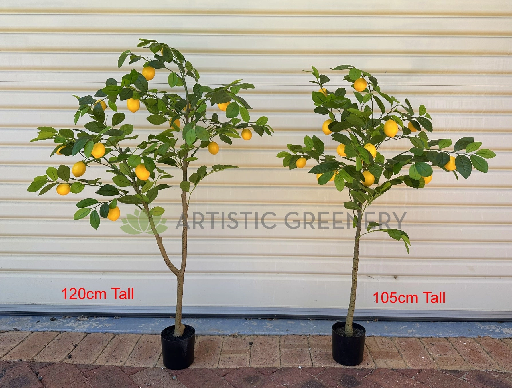 T0190 Lemon Tree 105 / 120cm
