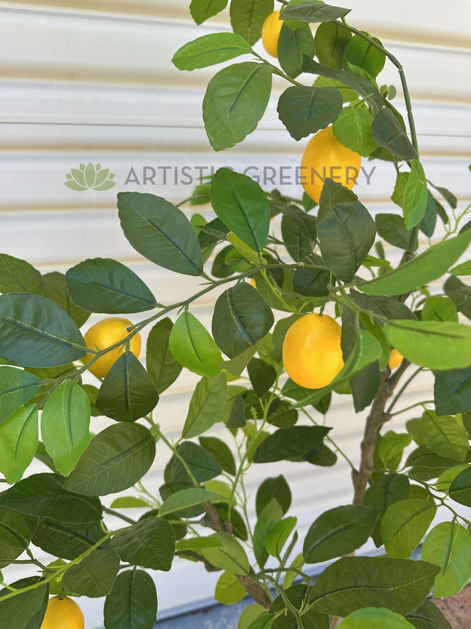 T0190 Lemon Tree 105 / 120cm