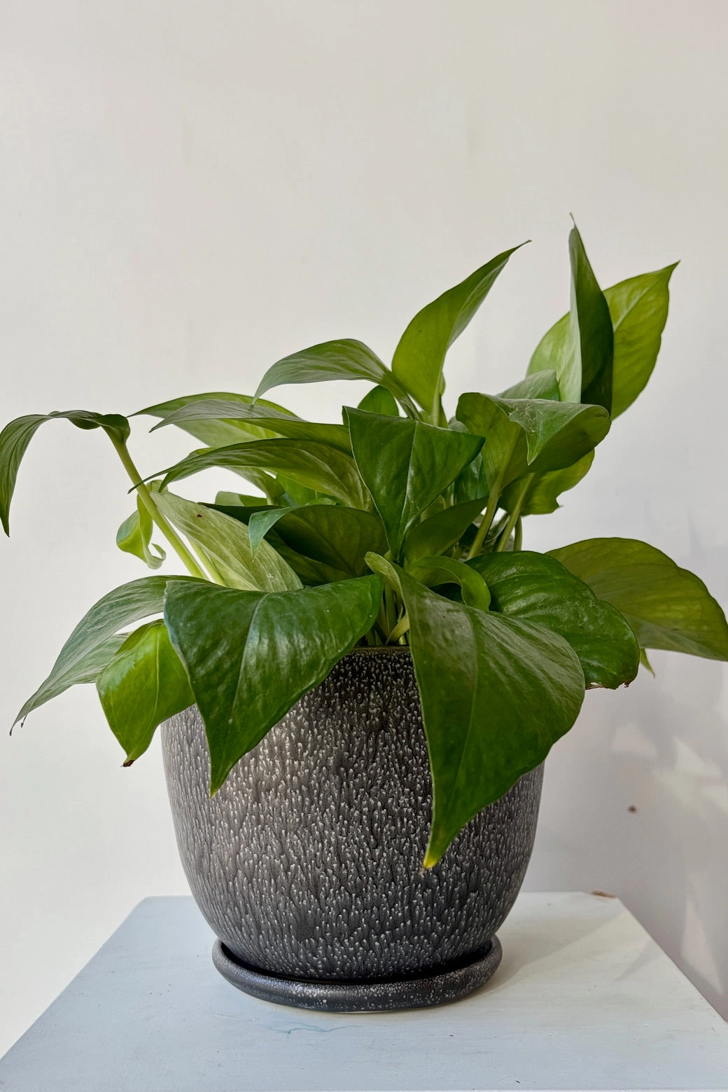 Tabletop Planter & Saucer Cosmos Large,indoor flower container