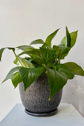 Tabletop Planter & Saucer Cosmos Large,indoor flower container