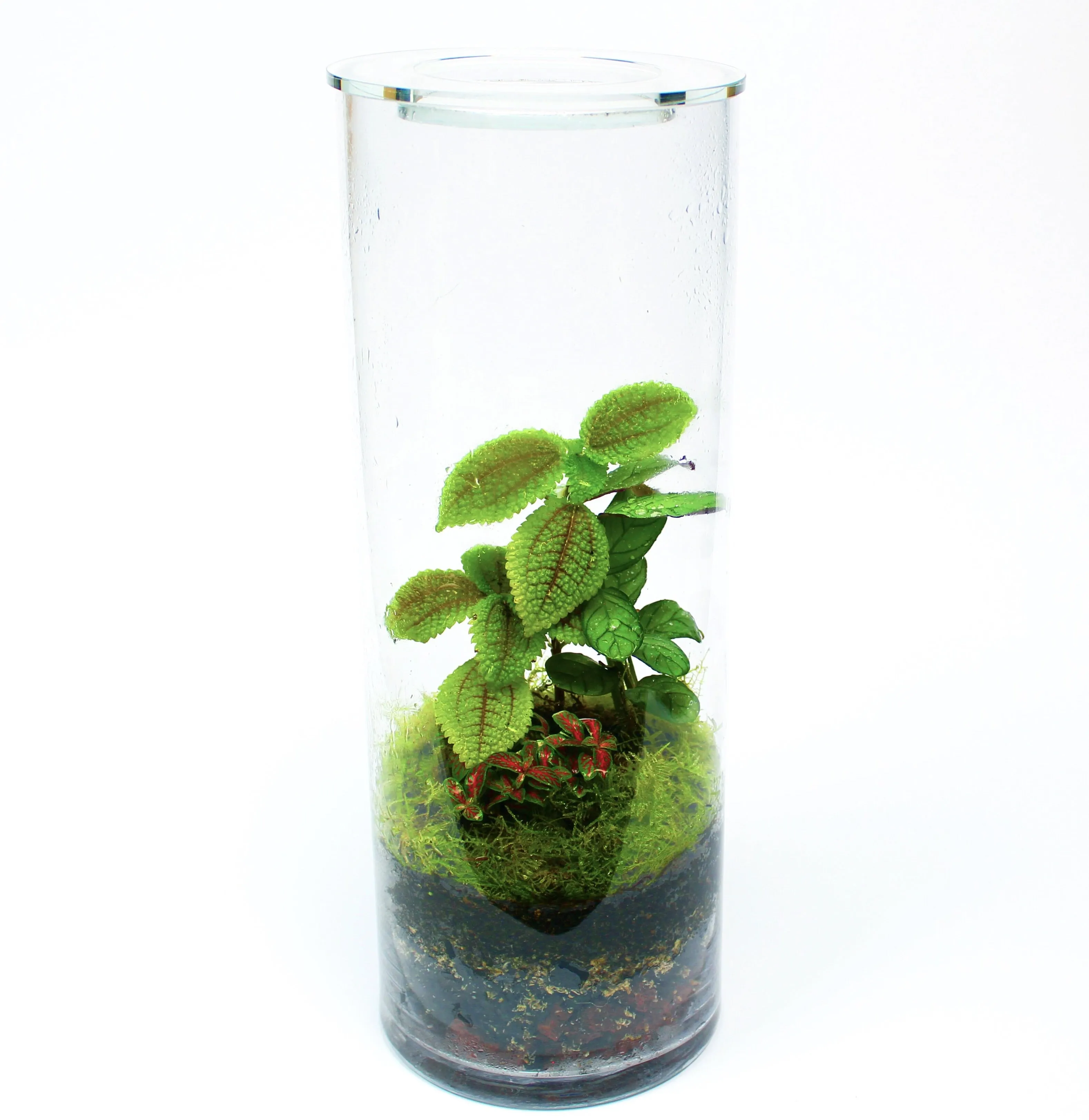 Terrarium Greenhouse Ecosystem