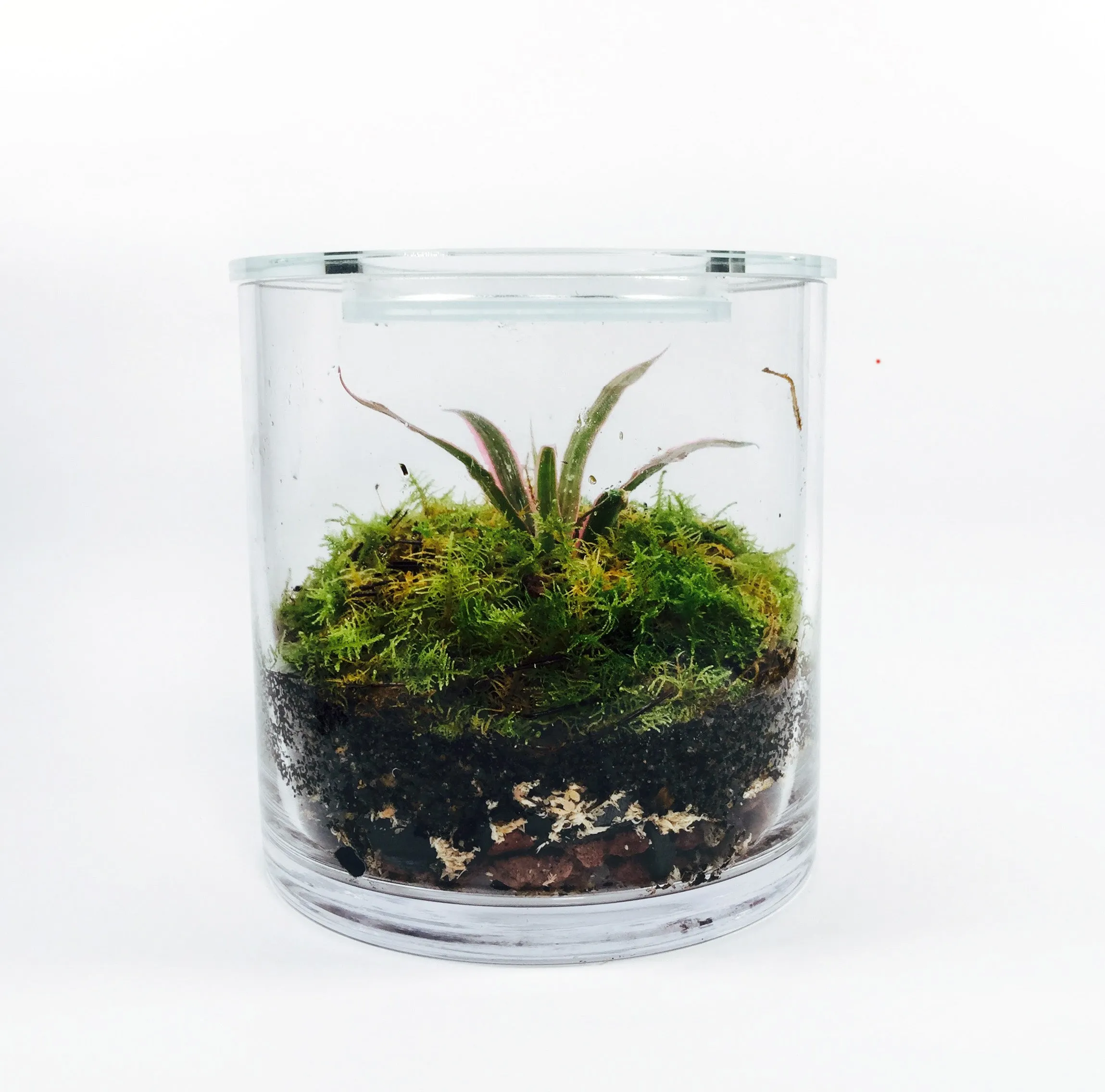 Terrarium Greenhouse Ecosystem,realistic flower bouquet 
