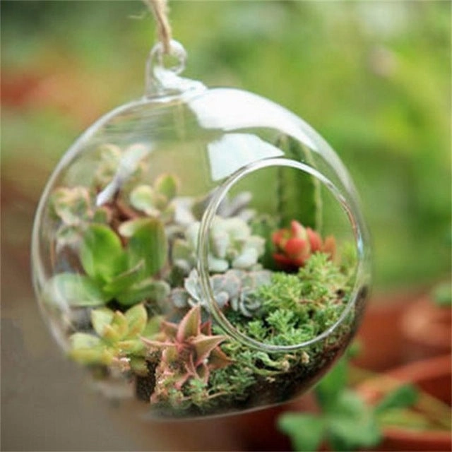 Terrarium Ball Globe Shape Clear