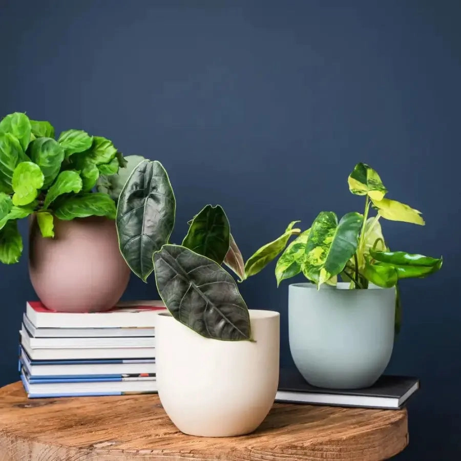 The Coastal Porcelain Planter