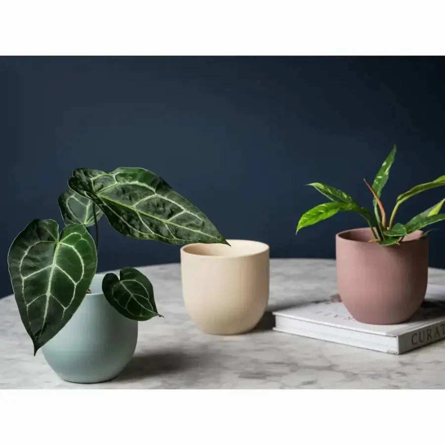 The Coastal Porcelain Planter
