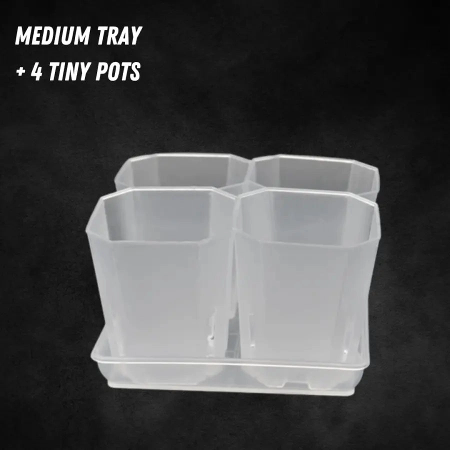 Translucent Square Saucers