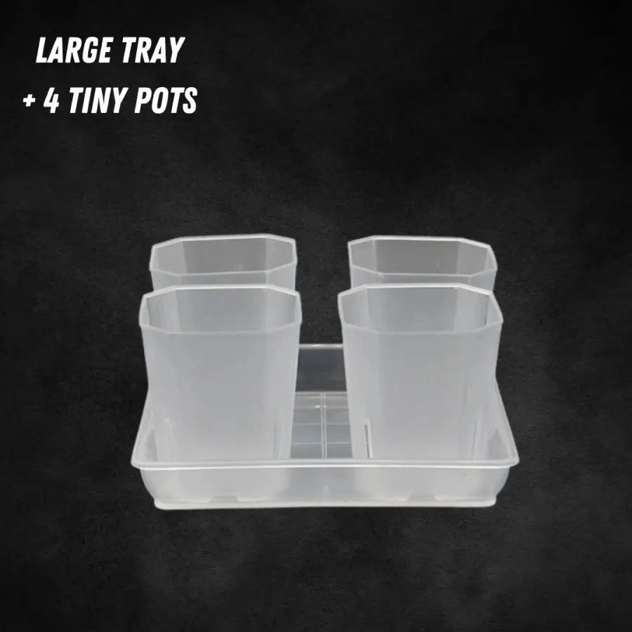 Translucent Square Saucers