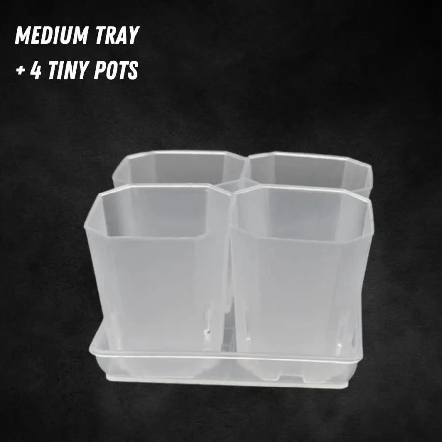 Translucent Square Saucers