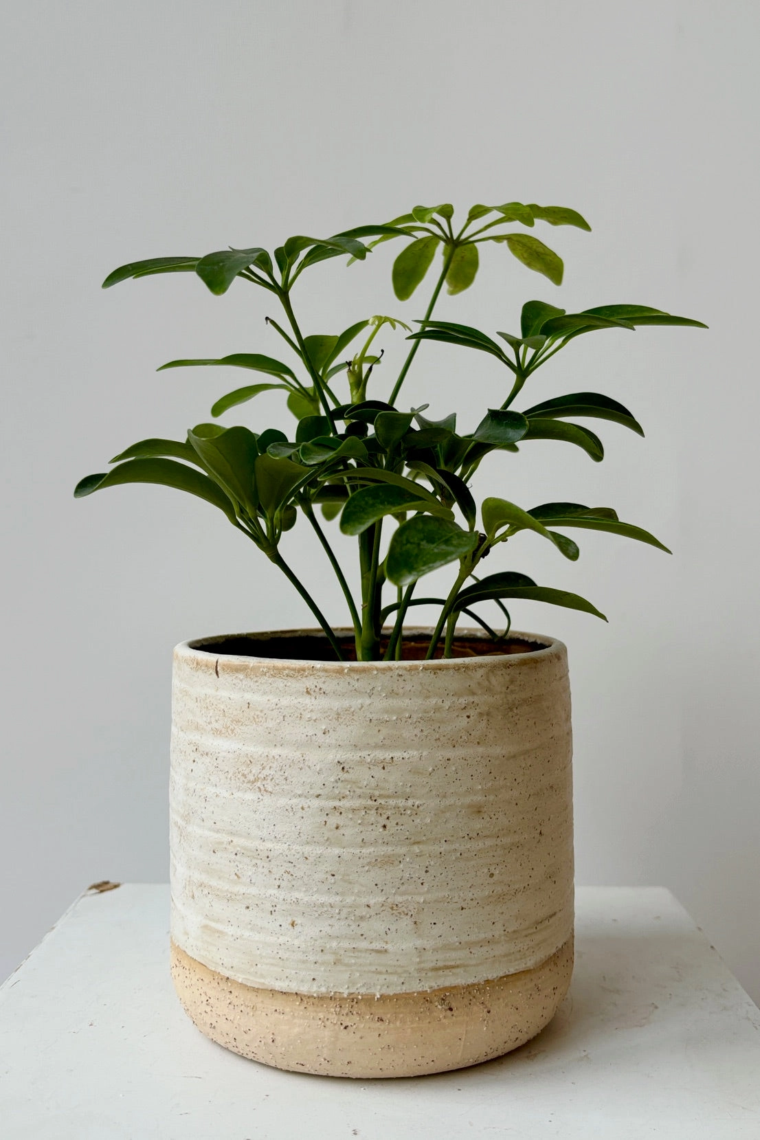 Umbria Cachepot White Small