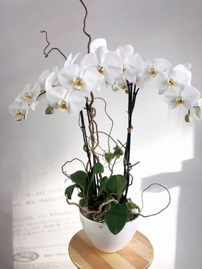 VA-9 Blanche Orchid Potted Arrangement,romantic flower gift