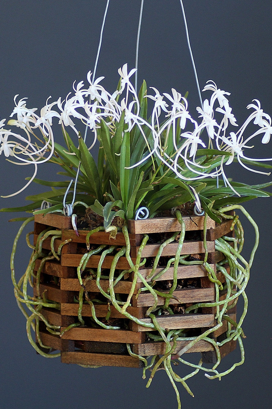 Vanda 8" Octagonal Wood Basket