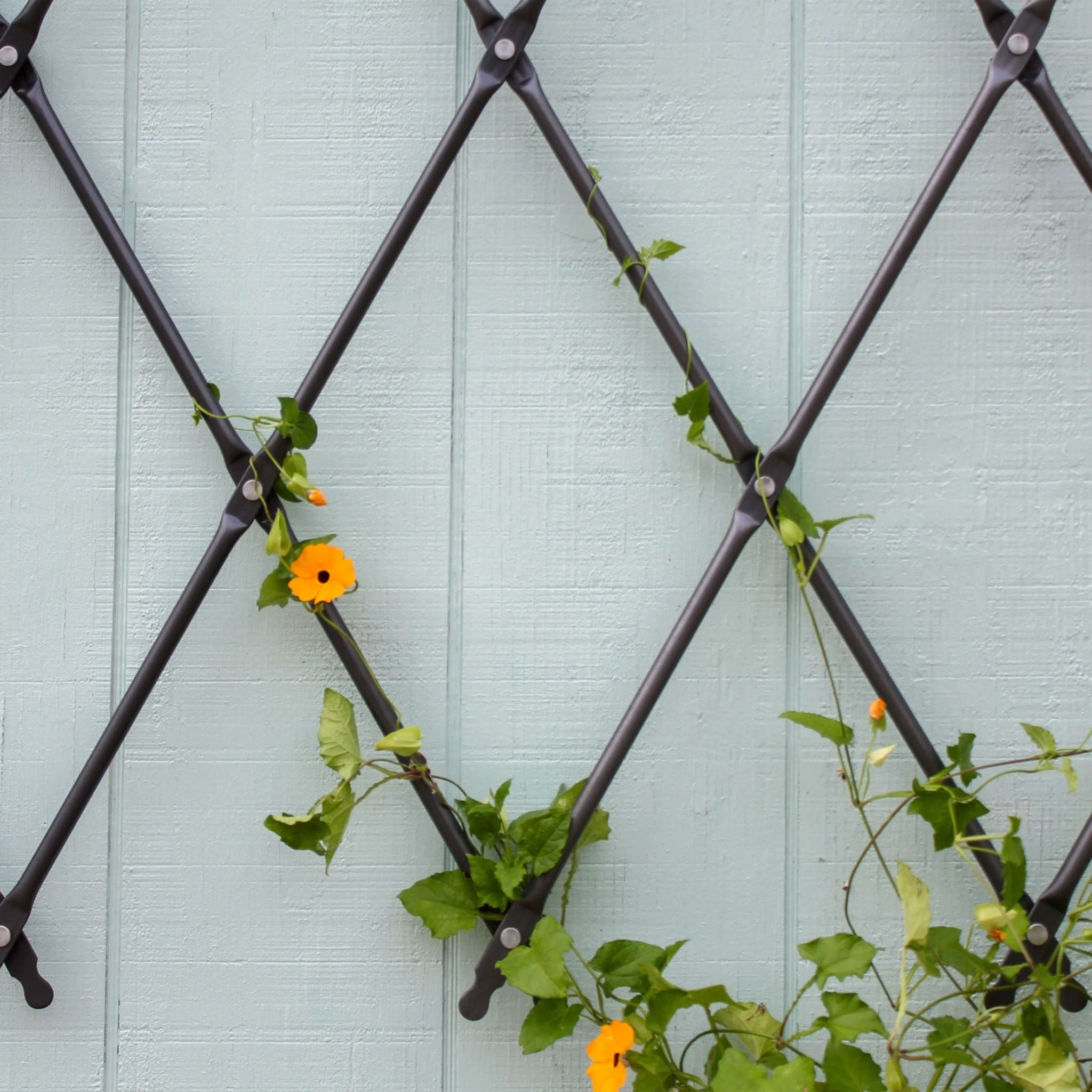 Wall-Mounted Lattice Garden Trellis