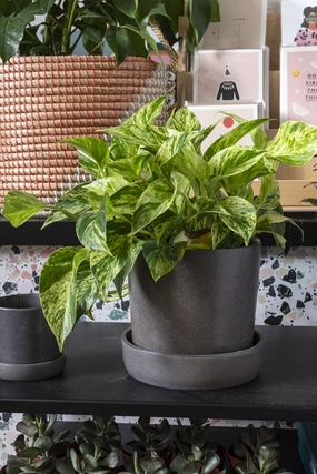Watson Pot & Saucer Black Large,indoor flower container