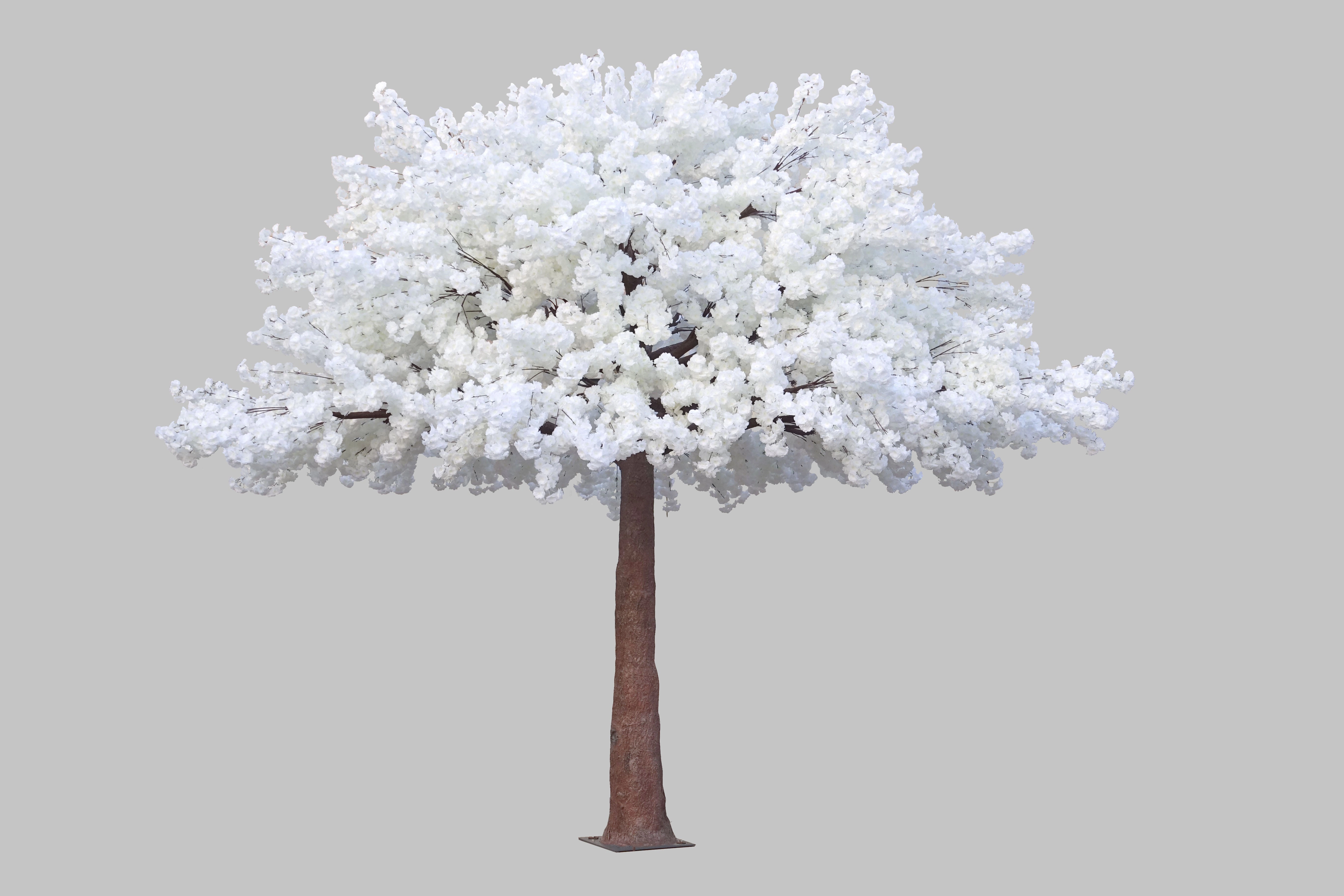 White cherry blossom Tree 5m/16.4 feet XDTMB23-12