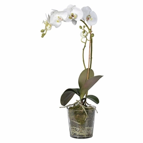 White Orchid Phalaenopsis Plant with Moss in Glass Pot Shaped Bowl 63cm,dried artificial flower