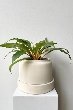 Wick "Self-watering" Planter Ivory wide,indoor flower container