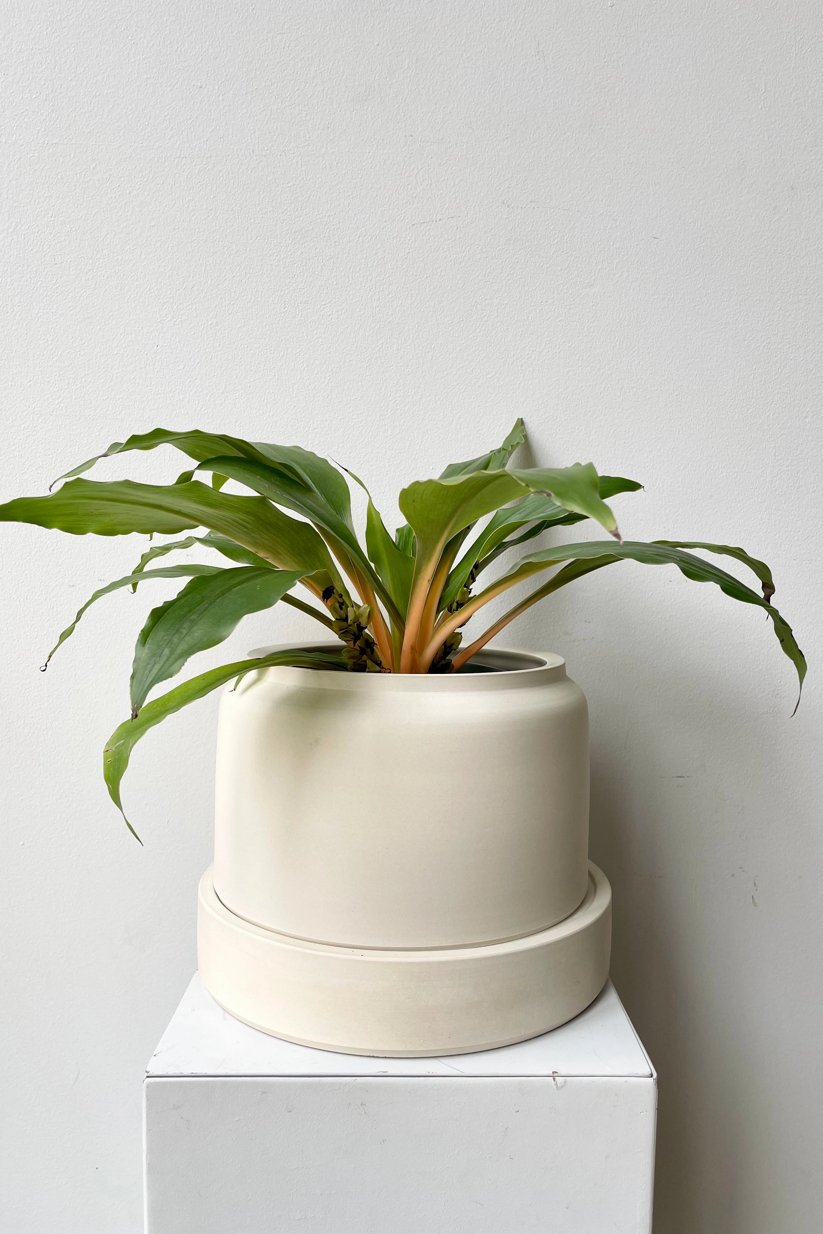 Wick "Self-watering" Planter Ivory wide,indoor flower container