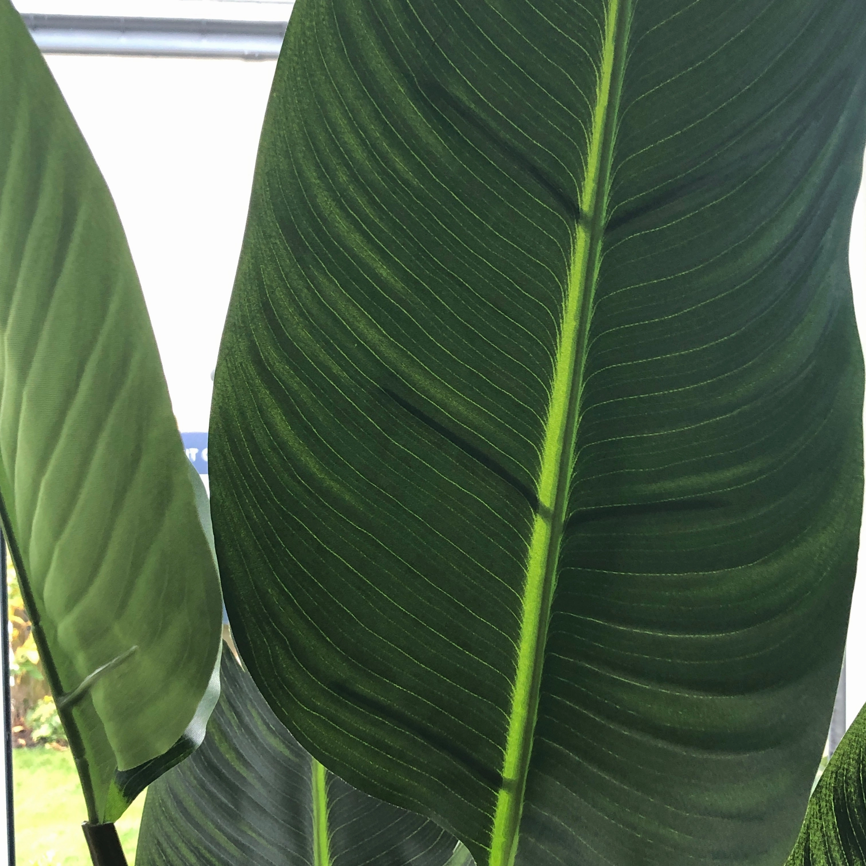 Wild Banana Palm Tree in Black Plastic Pot 190cm