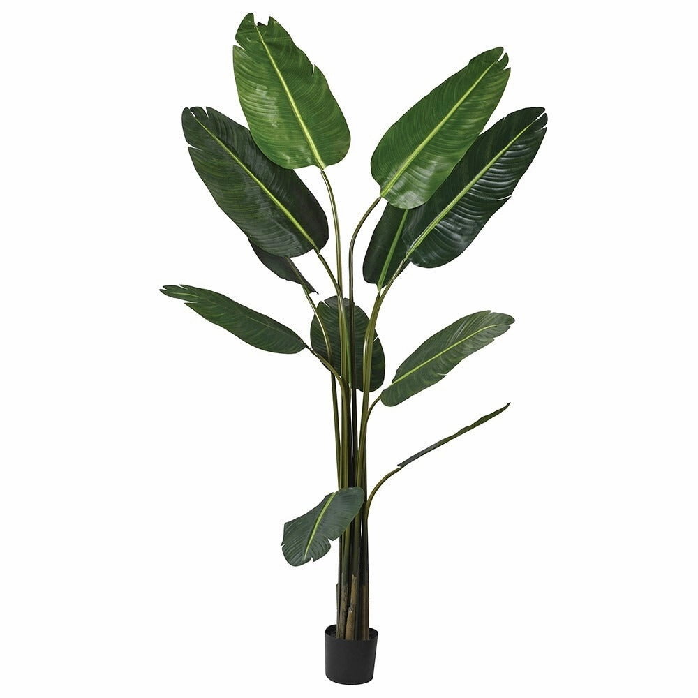 Wild Banana Palm Tree in Black Plastic Pot 190cm