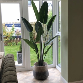Wild Banana Palm Tree in Black Plastic Pot 190cm,dried artificial flower