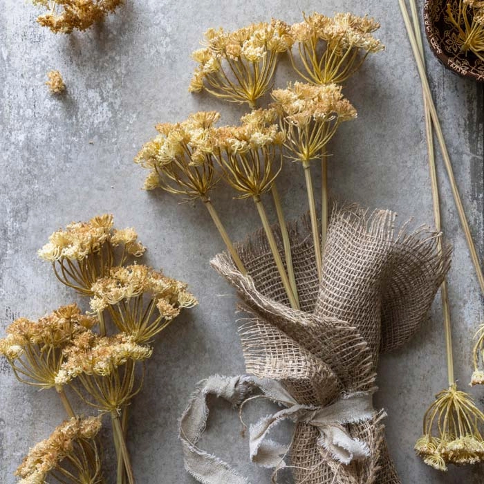 Yarrow Bunch Stem 48cm