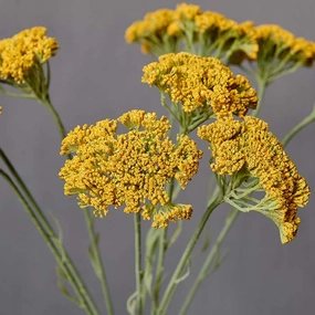 Yellow Yarrow Stem 72cm,dried artificial flower