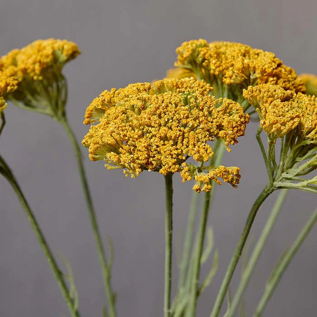 Yellow Yarrow Stem 72cm