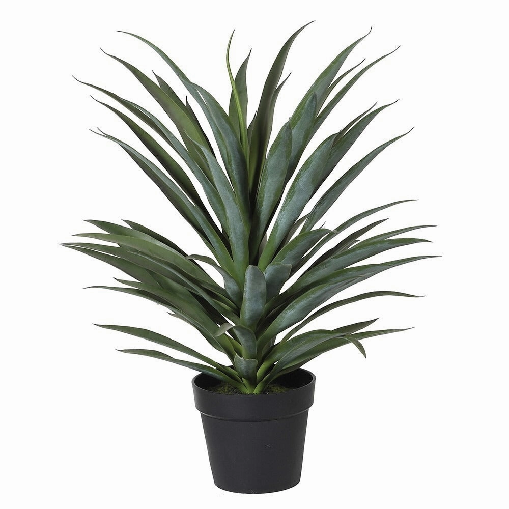 Yucca Plant in Black Plastic Pot 75cm