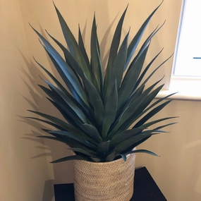 Yucca Plant in Black Plastic Pot 75cm,dried artificial flower